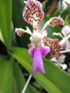 ESSENZE DELLE ORCHIDEE