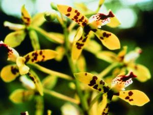Deva Orchid