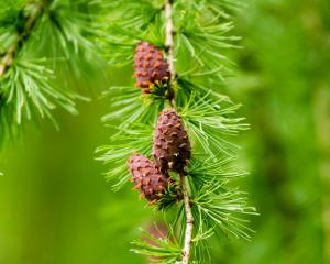 LARICE COMUNE - Larch
