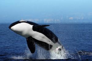 Orka