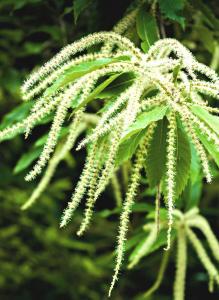 CASTAGNO - Sweet Chestnut