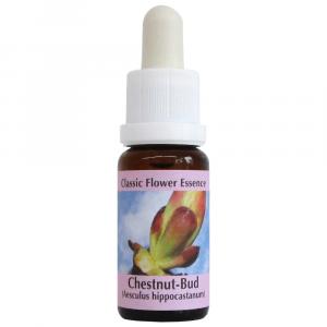 Preview: Chestnut Bud