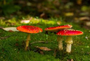 Elixir de AMANITE TUE-MOUCHE - Fliegenpilz