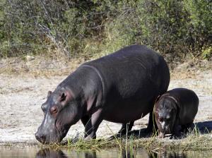 Hippopotamus