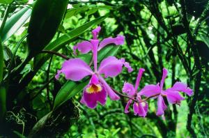 Füllhorn Cattleya