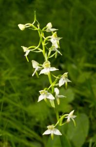 Platanthera - Grünliche Waldhyazinthe