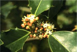 AGRIFOGLIO - Holly