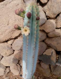 Inside/Outside Cactus - Cato dentro-fora