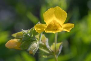 MIMOLO GIALLO - Mimulus