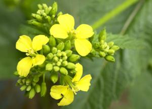 SENAPE - Mustard