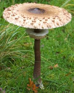 Parasol