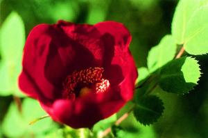 Wild Rose Hybrid