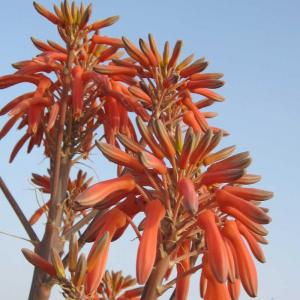 Aloe