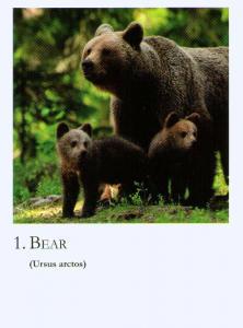 Cartes des élixirs animaux 60 Pièces