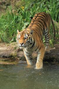 Elixir de Tiger
