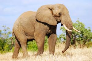 Elefant-Essenz