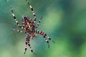 Spider - Spinne