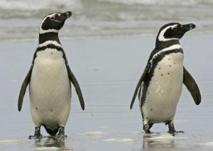I PINGUINI