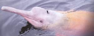 Pink Amazonas Dolphin - Pendant