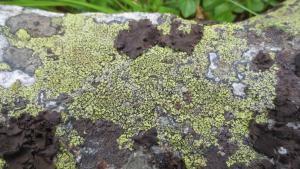 Lichen - Strahlige Schönflechte