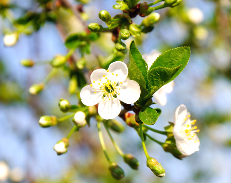 Fleur de Bach Cherry Plum pour la Tranquillité d'Esprit