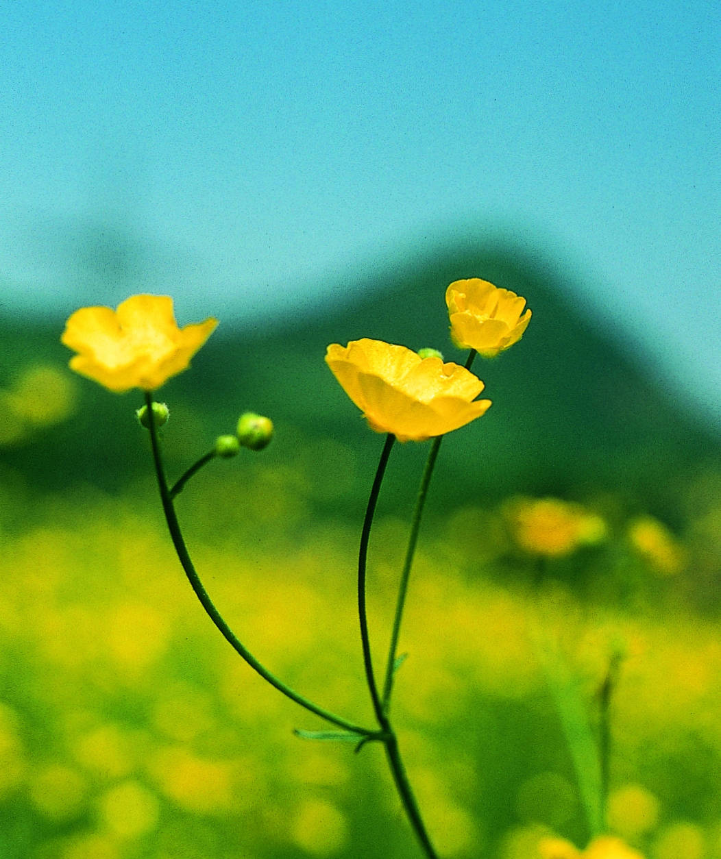 buttercup aesthetic.