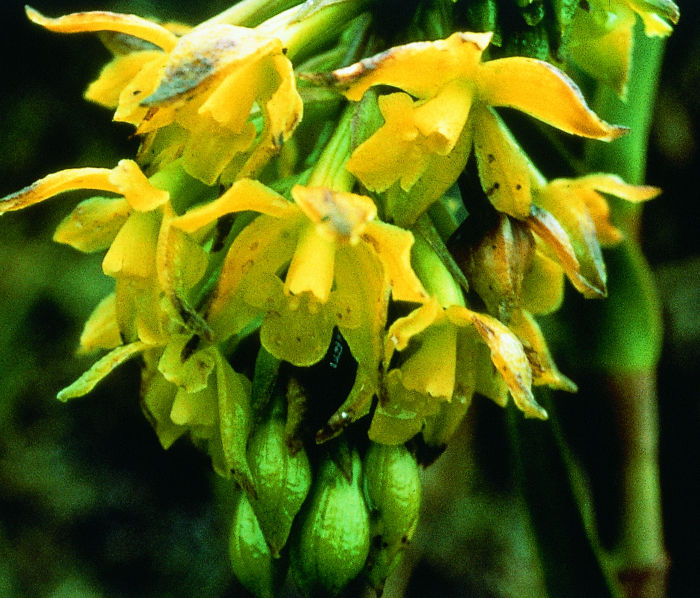 SUN-ORCHID / Orquídea Sol - PHI Essences