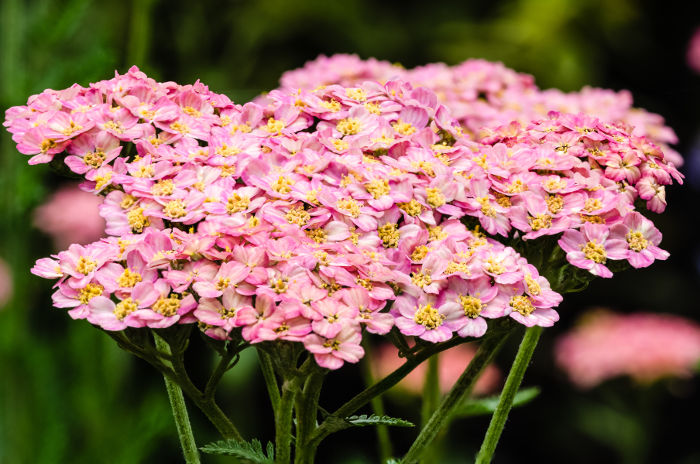 Pink yarrow Flower Essence - PHI Essences