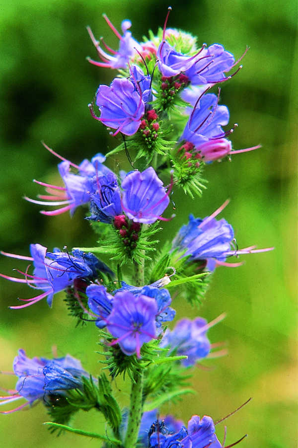 PHI Essences - Common viper's bugloss / Natternkopf