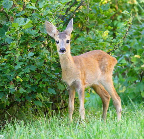 CORÇA, Habitat do Animal, Características, Significado