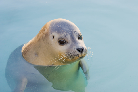 Seal - Seehund - PHI Essences