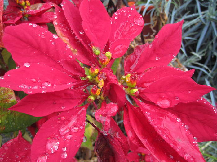 Poinsettia Weihnachtsstern