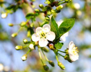 Amolo - Cherry Plum