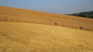 152.) Robella, Italien (2013)