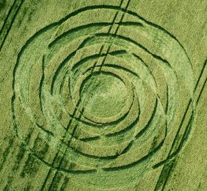 169.) ROSE, Uffington, UK (2015)