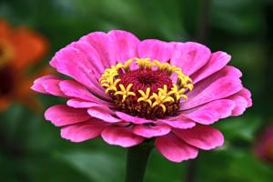 Ostalka lepá - Zinnia