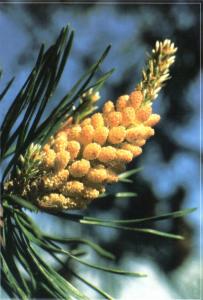 Pine - Den