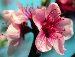 Prunus