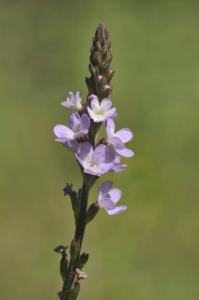 Vervain - Ijzerhard