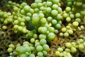 Elixirs de la mer Algue, Essence d’algues