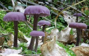 Pilzessenz Amethystblauer Lacktrichterling