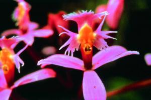 Angel Orchid
