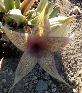 Earth Star cactus