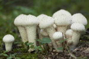 Common Puffball