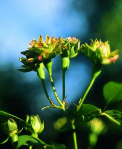 Green Rose
