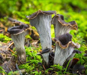 TROMBETTA DEI MORTI - Herbsttrompete