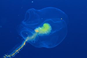 Ocean Essence Nr. 36