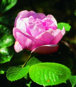Hybrid Apple Rose Essence  »Sarah from Fleet«