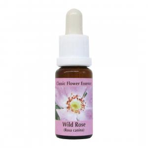 Wild Rose - Roseira brava