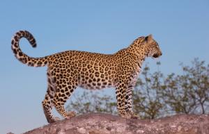 Leopard, Panter